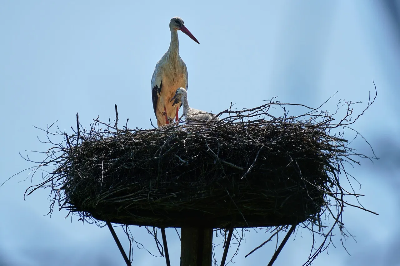 nest_000002097338_colorized.jpg